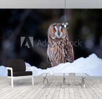 Bild på Long-eared owl Asio otus sitting on snow Beautiful owl with orange eyes in snowy forest Long eared owl portrait 